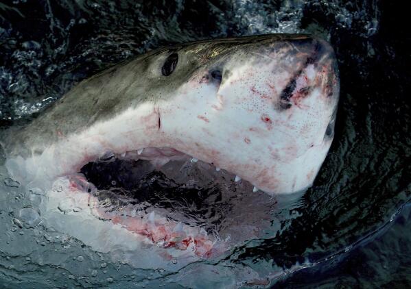 This image released by Warner Bros. Discovery shows a great white shark at the water's surface. Shark Week, 25 hours of programming dedicated to all varieties of the apex predators, starts July 24 on the Discovery Channel and streaming on discovery+. (Warner Bros. Discovery via AP)