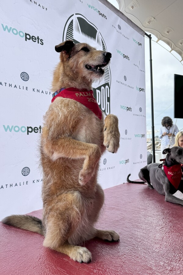 Kodi, left, who plays Cosmos in the film 'Dog on Trial', wins the palm dog award at the 77th international film festival, Cannes, southern France, Friday, May 24, 2024. (Photo by Louise Dixon/Invision/AP)