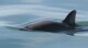 FILE - This undated file photo provided by The National Oceanic and Atmospheric Administration shows a vaquita porpoise. Gillnet fishing for wild totoaba is illegal and one of the leading killers of critically endangered vaquita porpoise, of which recent surveys suggest less than a dozen may exist in the wild. On Thursday, Dec. 7, 2023, a coalition of environmental groups said exporting totoaba or its parts violates an international convention on trading endangered species. (Paula Olson/NOAA via 鶹ýapp, File)