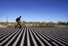 A migrant walks along a road shadowed by the steel columns of the border wall separating Arizona and Mexico after crossing into the United States, Friday, Dec. 15, 2023, near Lukeville, Ariz. (AP Photo/Gregory Bull)