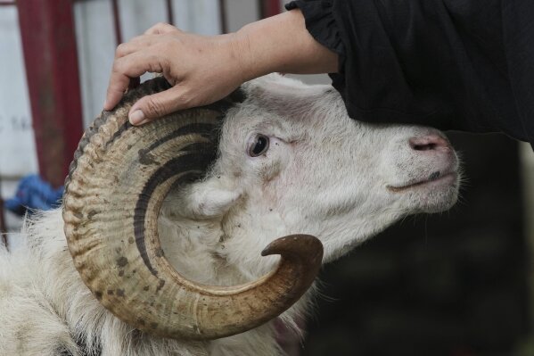 Nina Herlina pets a goat she sells ahead of the Eid al-Adha holiday at her livestock stall in Jakarta, Indonesia, Wednesday, June 4, 2025.(AP Photo/Achmad Ibrahim)