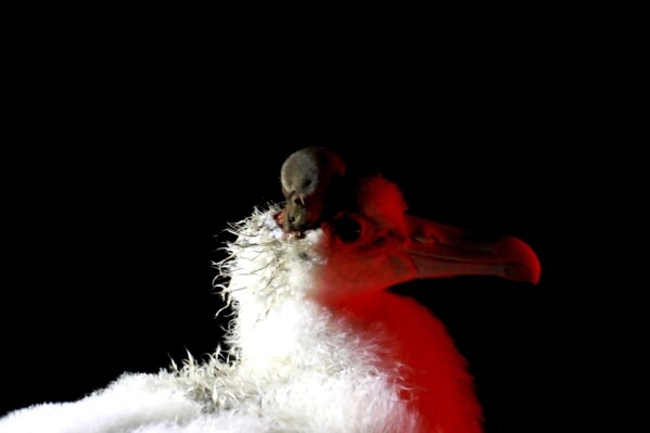 This undated handout photo shows a mouse feeding on the head of a wandering albatross chick on Marion Island, South Africa. Mice that were brought by mistake to a remote island near Antarctica 200 years ago are breeding out of control because of climate change, eating seabirds and causing major harm in a special nature reserve with “unique biodiversity.” Now conservationists are planning a mass extermination using helicopters and hundreds of tons of rodent poison. (Stefan and Janine Schoombie via AP)