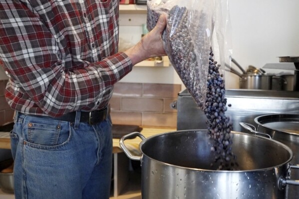Hugh Lassen pours wild blueberries into a pot during the making of blueberry spread, Monday, Feb. 10, 2025, in Cherryfield, Maine. (AP Photo/Robert F. Bukaty)