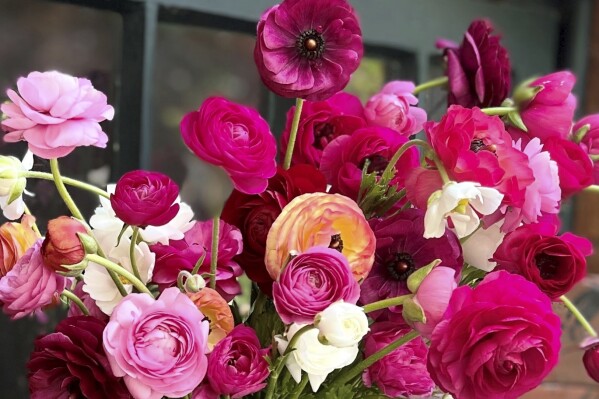 This 2022 image provided by SOW Local shows freshly cut ranunculus flowers in Oakdale, N.Y. (Chris Demchak via AP)