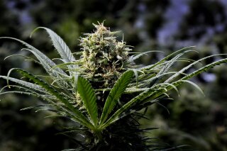 
              A marijuana plant is shown at a commercial grow in Springfield, Ore., May 24, 2018. Mayors from six U.S. cities where marijuana is legal have formed a coalition with the aim of preparing other states and the federal government for marijuana legalization. Mayors from Denver, Seattle, Portland, San Francisco, Los Angeles, Las Vegas and West Sacramento announced Monday, June 11, 2018, on Twitter that they had sponsored the resolution. (AP Photo/Don Ryan)
            