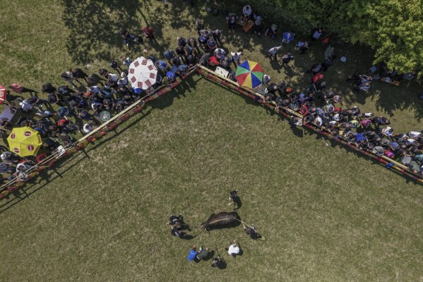Competitors and judges try to contain a bull during the bullfight competitions in Bijelo Polje, Bosnia, Sunday, May 11, 2025. (AP Photo/Armin Durgut)