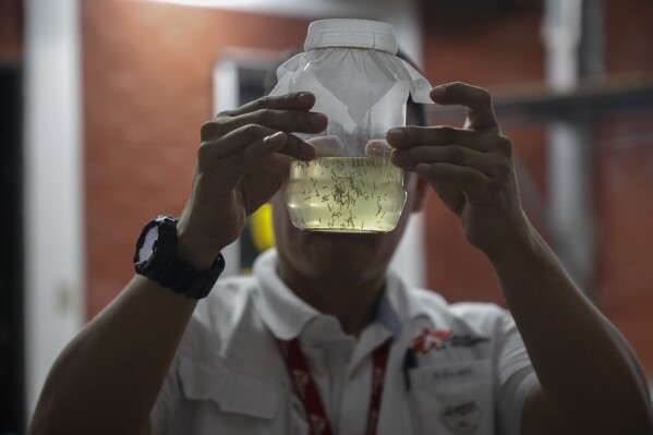 Edgard Boquín, a project leader working with Doctors Without Borders, holds a glass jar filled with mosquitoes before their release in neighborhoods rife with dengue, in a facility in Tegucigalpa, Honduras, Tuesday, Aug. 22, 2023. (AP Photo/Elmer Martinez)