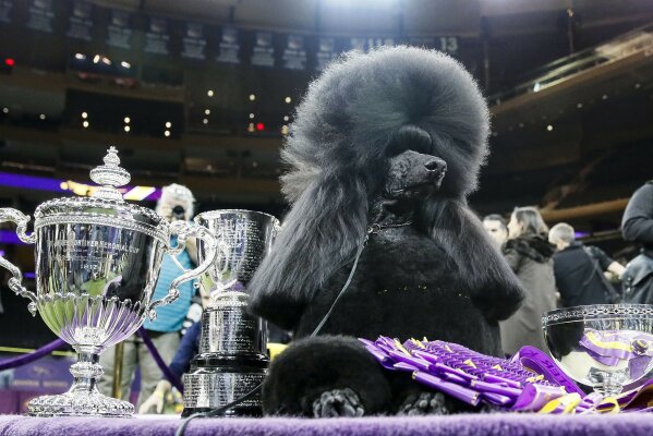 Madison Square Garden - Venue for Westminster Dog Show 2022