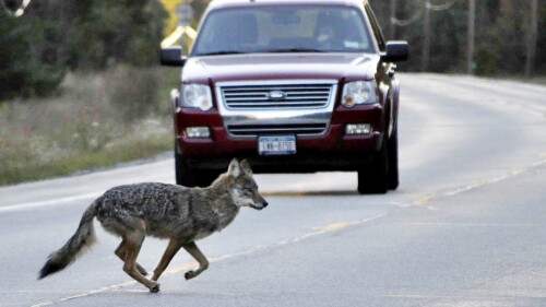 FILE — A coyote runs across New York state Route 3 outside of Tupper Lake, N.Y., in the Adirondacks, Sept. 20, 2010. New York could ban contests that involve killing coyotes, squirrels and some other wildlife species for cash prizes. (Mike Lynch/Adirondack Daily Enterprise via AP, File)