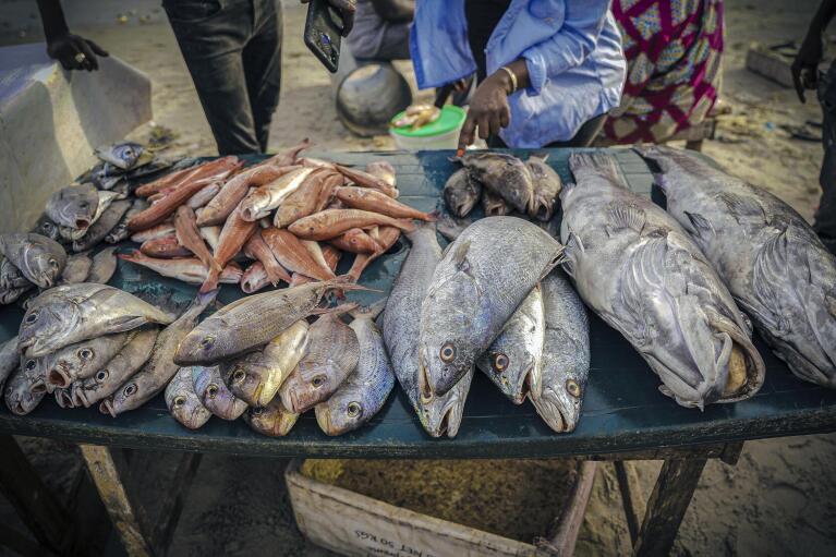 Various species of fish are displayed at the Soumbedioune fish market in Dakar, Senegal, May 31, 2022, including the white grouper. Overfishing like that which has threatened the white grouper is seen across the planet. (AP Photo/Grace Ekpu)
