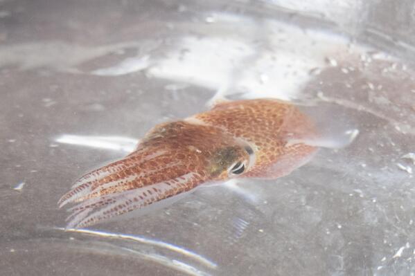A squid is shown at a lab in Honolulu on June 11, 2021. Dozens of baby squid from Hawaii are in space for study. The baby Hawaiian bobtail squid were raised at the University of Hawaii's Kewalo Marine Laboratory and were blasted into space earlier this month on a SpaceX resupply mission to the International Space Station. (Craig T. Kojima, Honolulu Star-Advertiser via AP)