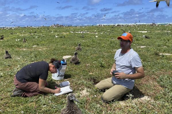 In this photo provided by the Pacific Rim Conservation, wildlife workers relocate Tristram’s storm petrels on Hawaii’s Tern Island, on March 29, 2022. Scientists are making a dramatic effort to save the birds in Hawaii by moving them to an island they never had inhabited. (L. Young/Pacific Rim Conservation via AP)