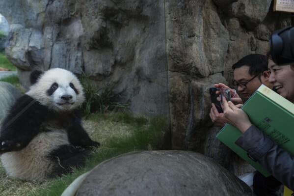 Hong Kong-born giant panda twin cubs make their debut appearance to media in Ocean Park during a greeting ceremony in Hong Kong, Saturday, Feb. 15, 2025. (AP Photo/Chan Long Hei)
