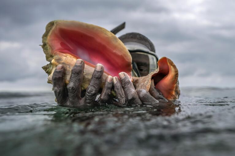 Henry Carey holds up shells while diving for conch off the coast of McLean's Town, Grand Bahama Island, Bahamas, Monday, Dec. 5, 2022. Queen conch, the key food species, is a marine snail that reaches up to a foot in length and can live for 30 years. (AP Photo/David Goldman)