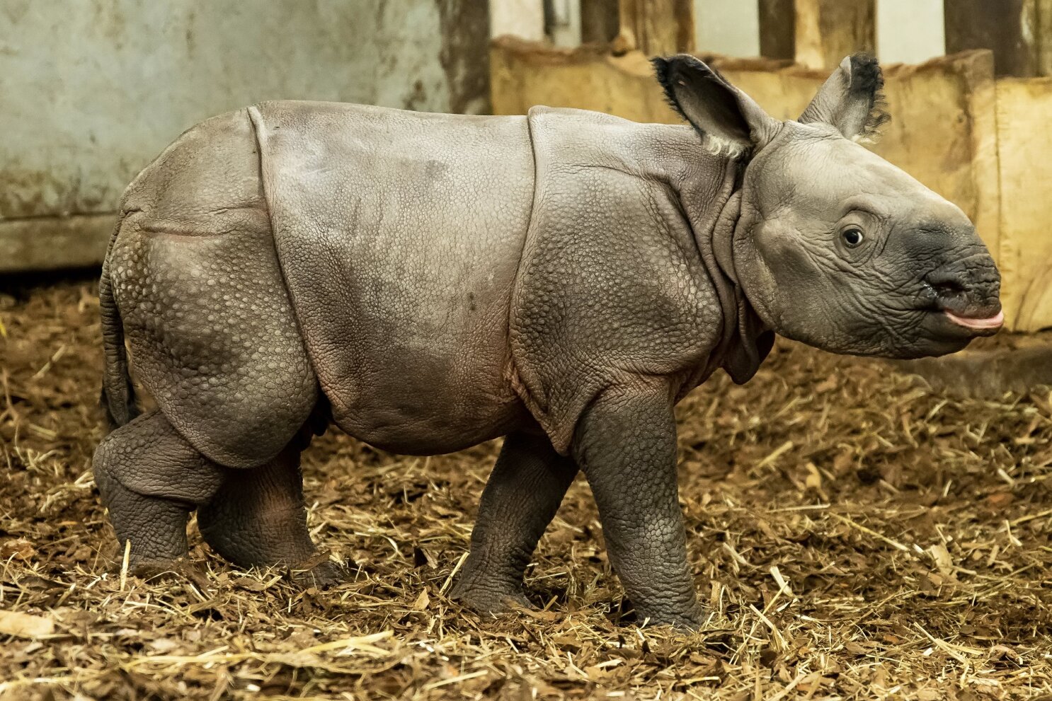 Indian Rhinoceros Baby