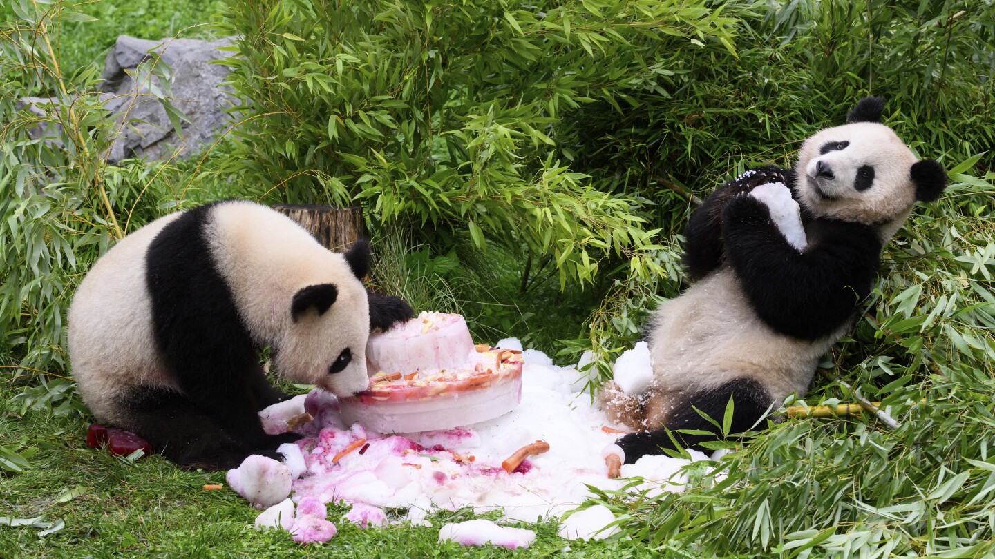 In Deutschland geborene Pandas feiern vor ihrer erwarteten Reise nach China ihren 4. Geburtstag