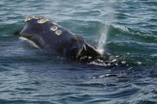 FILE - A North Atlantic right whale feeds on the surface of Cape Cod bay off the coast of Plymouth, Mass., March 28, 2018. Lawmakers from Massachusetts and New Jersey want to set up a new grant program to help develop technology that assists in saving this rare species of whale from extinction. (AP Photo/Michael Dwyer, File)