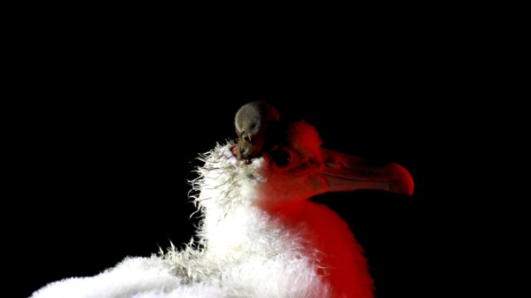 This unidentified handout photo shows a rat feeding on the head of a stray albatross chick on Marion Island, South Africa.  (Stephen and Janine Shomby via AP)