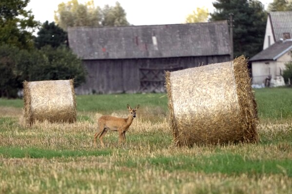 A dear stands by hay bales in a field in Czosnow, near Warsaw, Poland, Monday, Sept.18, 2023. Poland, along with Hungary and Slovakia, continue their ban on imports of Ukraine grain, saying it hurts the interests of their farmers. (AP Photo/Czarek Sokolowski)