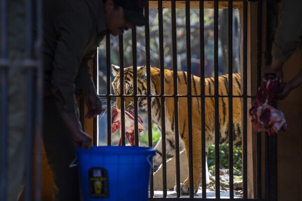 A Royal Bengal tiger eats its food at the Central Zoo in Lalitpur, Nepal, on Feb. 21, 2024. The only zoo in Nepal is home to more than 1,100 animals of 114 species, including the Bengal Tiger, Snow Leopard, Red Panda, One-Horned Rhino and the Asian Elephant. (AP Photo/Niranjan Shrestha)
