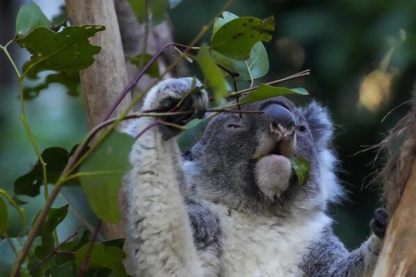 Spotlight on the Koala - Wilderness Australia