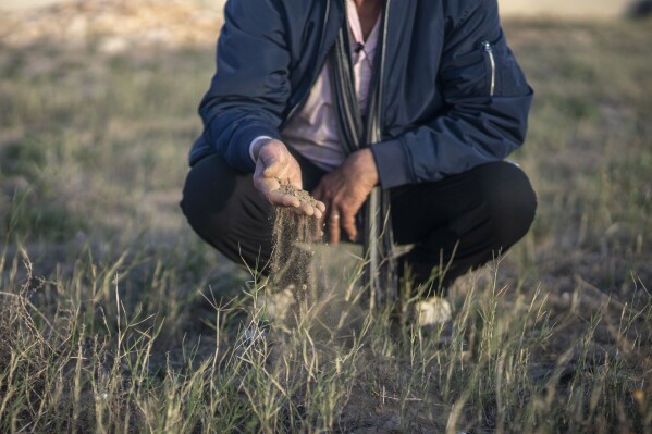 Mimoun Nadori inspects soil of his drought-stricken lands, in Nador, north of Morocco, Friday, March 8, 2024. (AP Photo/Mosa'ab Elshamy)