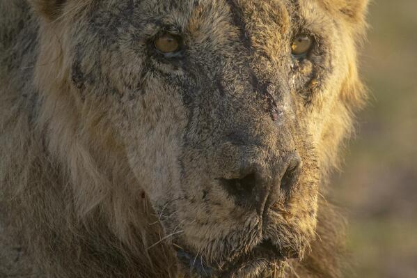 This photo provided by Lion Guardians shows the male lion named "Loonkiito" in Amboseli National Park, in southern Kenya on Feb. 20, 2023. One of Kenya's oldest wild lions, Loonkiito, 19, was killed by herders and the government has expressed concern as six more lions were speared at another village on Saturday, May 13, 2023, bringing to 10 the number killed the previous week alone. (Philip J. Briggs/Lion Guardians via AP)
