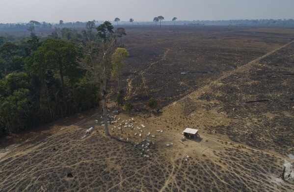 FILE - In this Aug. 23, 2020 file photo, cattle graze on land recently burned and deforested by cattle farmers near Novo Progresso, Para state, Brazil. The cattle industry in Brazil is a major driver of destruction of the Amazon rainforest, a fact documented by the World Bank and numerous academic studies. (AP Photo/Andre Penner, File)