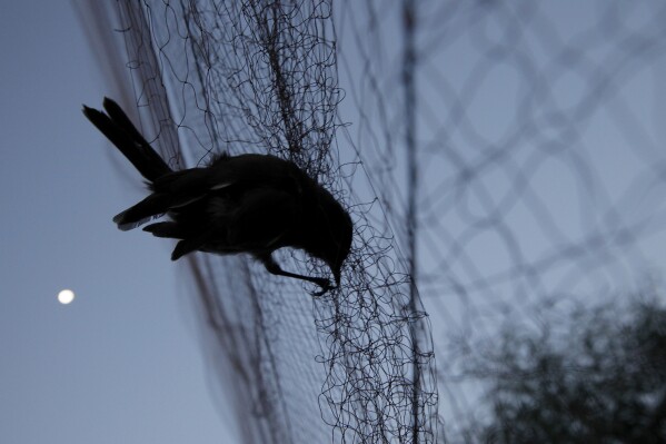 FILE - A bird is entangled in a net used by poachers to trap migrating songbirds in the early morning in Larnaca district, Cyprus, on Nov. 3, 2012. Conservationists in Cyprus say despite a huge drop in illegal poaching of migratory songbirds last year, law enforcement authorities continue to drag their feet on prosecuting underworld-connected poachers who trap the birds on an 