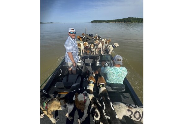 CORRECTS NAME OF LAKE: Fisherman Brad Carlisle, left, and fishing guide Jordan Chrestman bring one of three boatloads of dogs back to shore after they were found struggling to stay above water far out in Mississippi's Grenada Lake. (Bob Gist via AP)