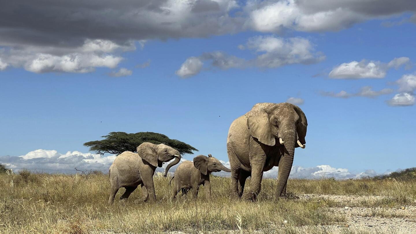 ВАШИНГТОН АП — Африканските слонове се обаждат един на друг
