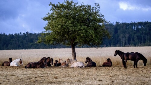 FILE - Icelandic horses rest under a tree at a stud farm in Wehrheim near Frankfurt, Germany, on July 16, 2023. Germans should emulate the southern European tradition of the siesta as their country sees frequent hot spells, according to the head of an association representing public health officers. Germany's health minister gave the suggestion a positive reception on Tuesday, July 18, 2023 but said it's up to companies and employees to decide whether to take it up. (AP Photo/Michael Probst)
