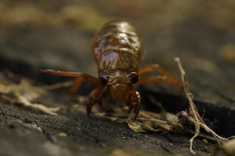 A cicada nymph crawls Sunday, May 2, 2021, in Frederick, Md. The cicadas of Brood X, trillions of red-eyed bugs singing loud sci-fi sounding songs, can seem downright creepy. Especially since they come out from underground only ever 17 years.  (AP Photo/Carolyn Kaster)
