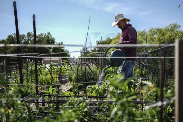 Carlos Rubio waters his plants at the community garden adjacent to the dog park that used to house diesel generators Tuesday, May 27, 2025, in Calistoga, Calif. (AP Photo/Annika Hammerschlag)
