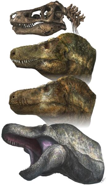 What we thought we knew about T-rex was wrong, researchers say in