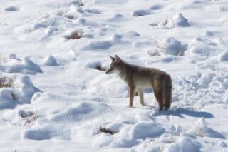 FILE - In this Nov. 10, 2015, file photo, a coyote makes its way through the snow on a hillside north of Reno, Nev. Conservationists are suing three federal agencies over an environmental review the government says satisfies requirements to resume killing coyotes, mountain lions and other wildlife in federally protected wilderness areas in Nevada. (AP Photo/Scott Sonner, File)