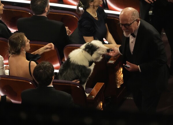 Messi the dog from the film "Anatomy of a Fall" appears in the audience during the Oscars on Sunday, March 10, 2024, at the Dolby Theatre in Los Angeles. (AP Photo/Chris Pizzello)