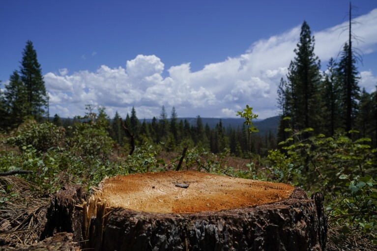 The stump of a tree can be seen in the Tahoe National Forest, Tuesday, June 6, 2023, near Camptonville, Calif. Using chainsaws, heavy machinery and controlled burns, the Biden administration is trying to turn the tide on worsening wildfires in the U.S. West through a multi-billion dollar cleanup of forests choked with dead trees and undergrowth. (AP Photo/Godofredo A. Vásquez)