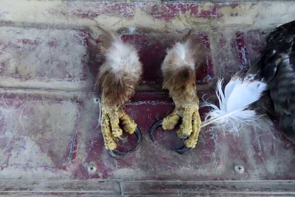 This image provided by the US Attorney for the District of Montana from a court document shows golden eagle feet that law enforcement officers recovered from the vehicle of a Washington state man charged with federal wildlife trafficking violations. The defendant is scheduled to plead guilty on March 20, 2024 in Missoula, Mont. in what prosecutors say was an illegal scheme to shoot eagles and sell their parts on the black market. (Courtesy of the US Attorney for the District of Montana via AP)