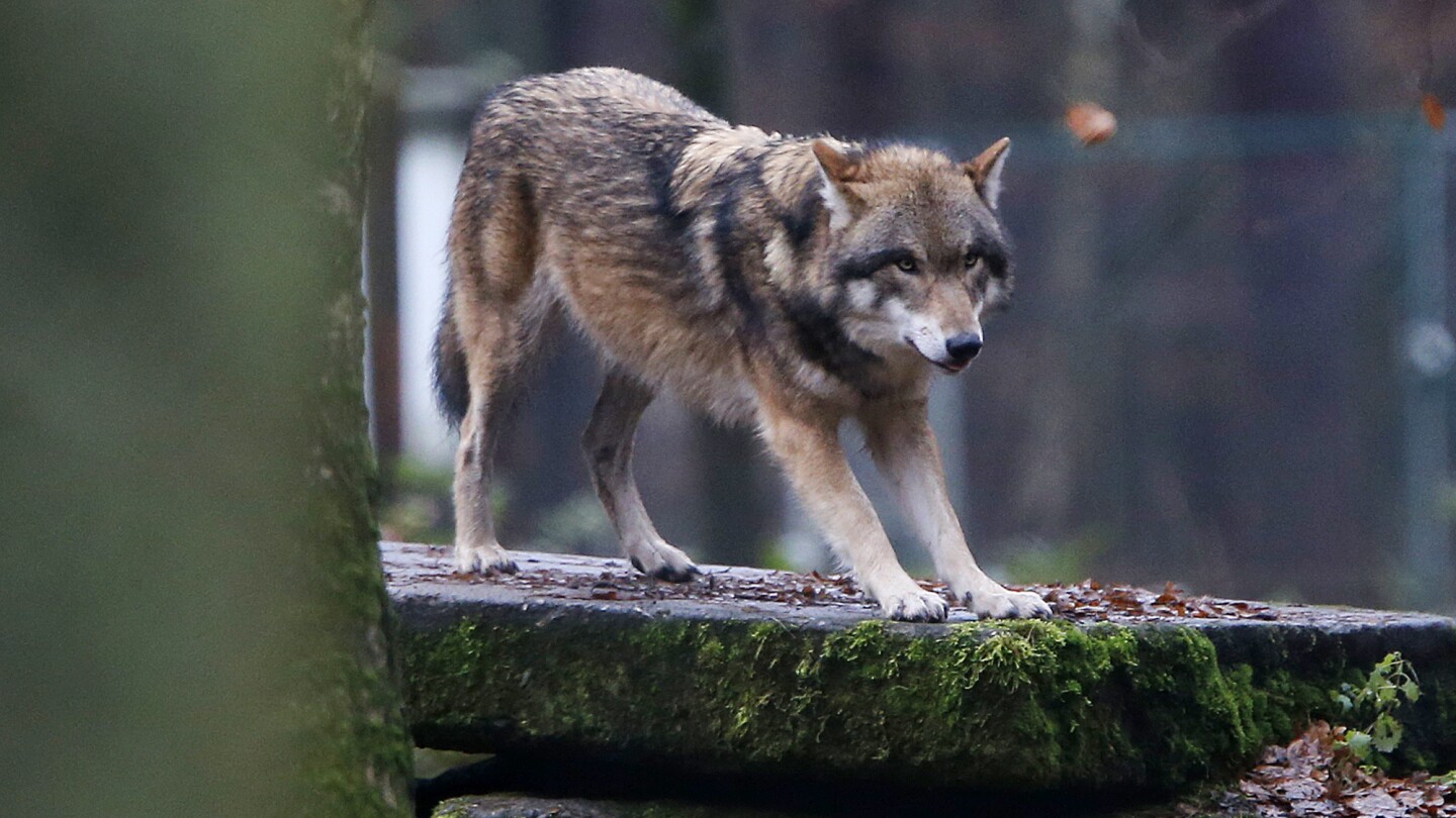 European Parliament votes to lower protections on wolves