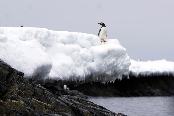 A penguin stands near at Bransfield Strait shore, Antarctica, Nov. 23, 2023. (AP Photo/Jorge Saenz)