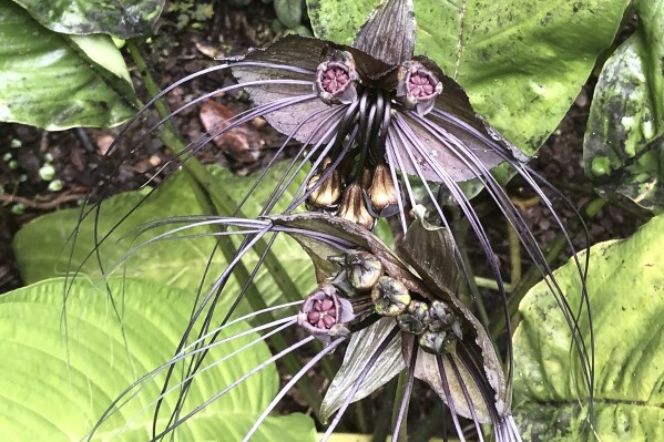 This Dec. 29, 2018 image provided by D. Allan Drummond shows a bat flower (Tacca chantrieri) in Papaikou, Hawaii. (D. Allan Drummond via AP)