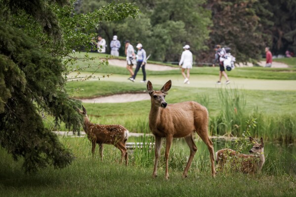 A mule deer doe and her two fawns graze as golfers pass by during the first round at the LPGA Canadian Women's Open golf tournament in in Calgary, Alberta, Thursday, July 25, 2024. (Jeff McIntosh/The Canadian Press via ĢӰԺ)