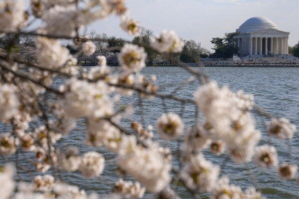 FILE - The Jefferson Memorial is visible as cherry trees enter peak bloom, March 20, 2024, in Washington. Japan is giving the U.S. 250 new cherry trees to help replace the hundreds that will be ripped out this summer as construction crews work to repair the crumbling seawall around the capital Tidal Basin. Japanese Prime Minister Fumio Kishida made the announcement as he makes an official visit to Washington. (AP Photo/Pablo Martinez Monsvais, File)