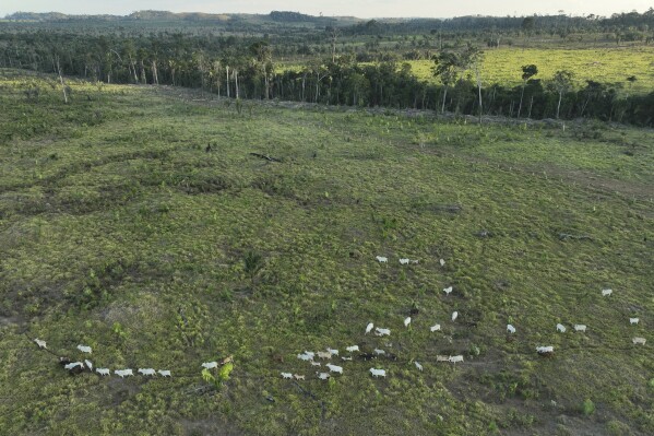 Cattle walk along an illegally deforested area in an extractive reserve near Jaci-Parana, Rondonia state, Brazil, Wednesday, July 12, 2023. Meat processing giant JBS SA and three other slaughterhouses are facing lawsuits seeking millions of dollars in environmental damages for allegedly purchasing cattle raised illegally in the area. (AP Photo/Andre Penner)