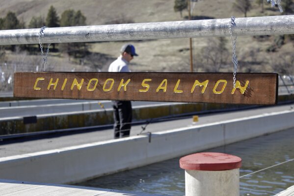 FILE - In this March 3, 2020, file photo, Demian Ebert, the Klamath program manager for PacifiCorp, looks at a tank holding juvenile chinook salmon being raised at the Iron Gate Hatchery at the base of the Iron Gate Dam near Hornbrook, Calif. Federal regulators on Thursday, July 16. 2020, threw a significant curveball at a coalition that has been planning for years to demolish four massive hydroelectric dams on a river along the Oregon-California border to save salmon. The project, estimated at nearly $450 million, would reshape California's second-largest river and empty giant reservoirs. It could also revive plummeting salmon populations by reopening hundreds of miles of potential habitat that has been blocked for more than a century, bringing relief to a half-dozen tribes that rely on salmon fishing that are spread across hundreds of miles in southern Oregon and northern California. (AP Photo/Gillian Flaccus, File)