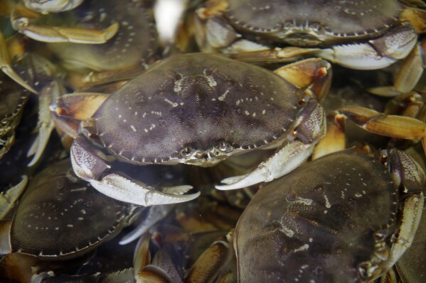 FILE - Fresh Dungeness crabs fill a tank at the Alioto-Lazio Fish Company at Fisherman's Wharf in San Francisco. The start of the commercial Dungeness crab season in California has been delayed for the sixth year in a row to protect humpback whales from becoming entangled in trap and buoy lines. The state Department of Fish and Wildlife says commercial crabbing will be delayed until at least Dec. 1, 2023. (AP Photo/Eric Risberg, File)