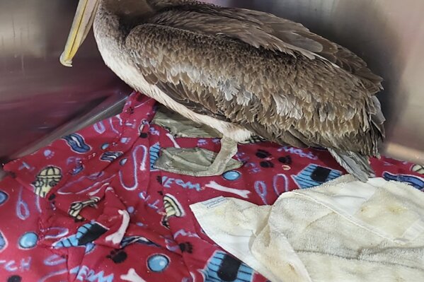 In this Feb. 4, 2021, photo provided by the Busch Wildlife Sanctuary, Arvy, a brown pelican rescued from the icy Connecticut River on Jan. 27, in Killingworth, Conn., is shown after the bird was flown to a wildlife sanctuary in Florida for rehabilitation and eventual release. Apparently blown off course from his normal habitat, Arvy is recovering from pneumonia and frostbite at Busch Wildlife Sanctuary in Jupiter, Fla. This species of pelican is not normally found in the Northeast. The bird's rescuers believe Arvy was blown north from Virginia Beach, Va., during a storm at sea. (Stephanie Franczak/Busch Wildlife Sanctuary via AP)