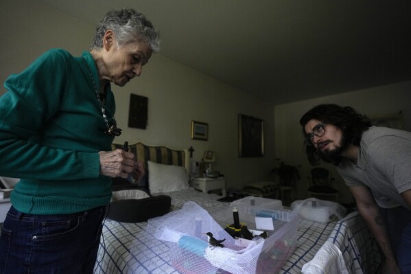 Catia Lattouf, left, speaks with Marcelo Brito about the baby hummingbird he found in his garden, in her apartment, now a makeshift clinic where over the past decade she has nursed hundreds of the tiny birds back to health, in Mexico City, Monday, Aug. 7, 2023. Lattouf began caring for injured, sick and infant hummingbirds a year after surviving colon cancer in 2011. (AP Photo/Fernando Llano)