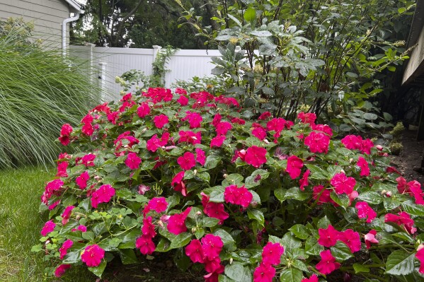 This Aug. 25, 2023, image provided by Jessica Damiano shows a thriving border of Beacon Pink Lipstick impatiens in Long Island, New York. Together with other annuals and tender perennials, the plants carry the late-summer garden as hardy perennials begin to fade. (Jessica Damiano via AP)